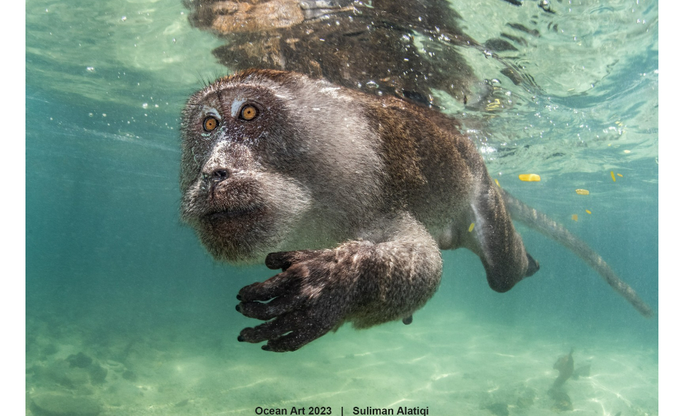 水下攝影賽最大獎拍的竟是猴子　閉氣半分鐘、下海撈螃蟹