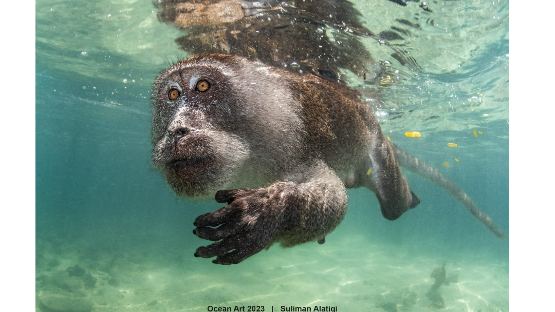 水下攝影賽最大獎拍的竟是猴子　閉氣半分鐘、下海撈螃蟹