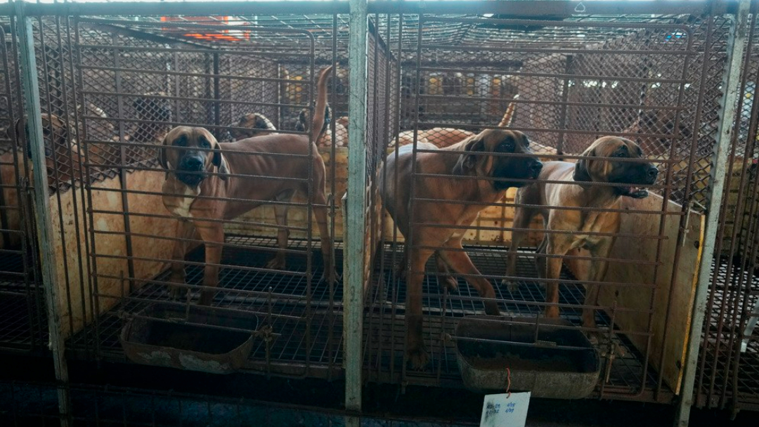 南韓突發「猛犬警報」稱70隻惡犬脫逃　結果落跑的是「萌犬」