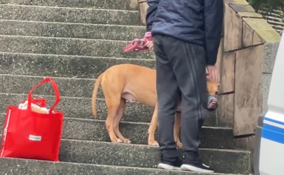 兩度咬人！比特犬有機會保命　鍾沛君：嘉義有飼主願領養
