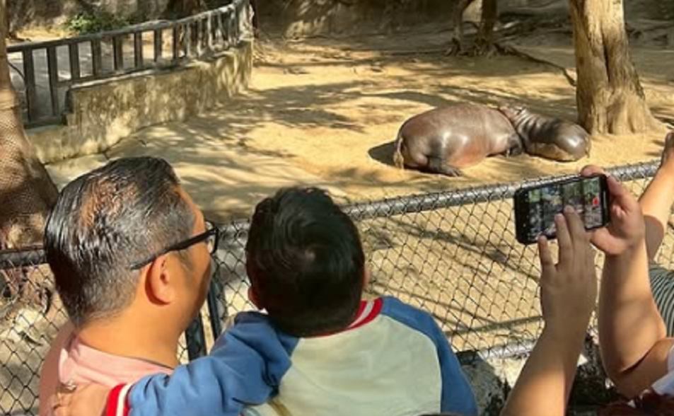 6歲癌末男童心願「想見彈跳豬」　動物園幫圓夢！暖哭8萬人