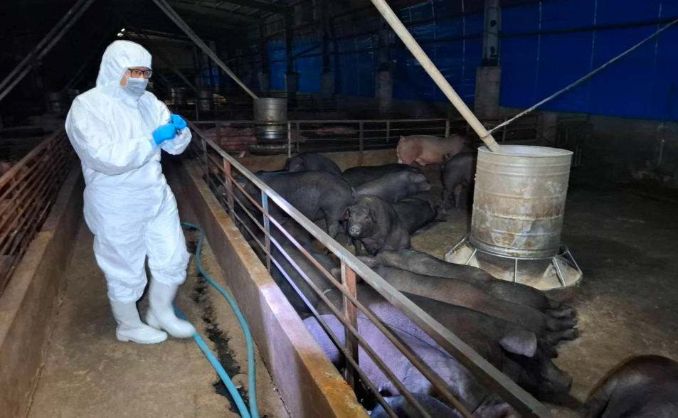 反轉再反轉！台中豬瘟場再爆第3名獸醫　農業局認：動保處獸醫10/14判定不採檢