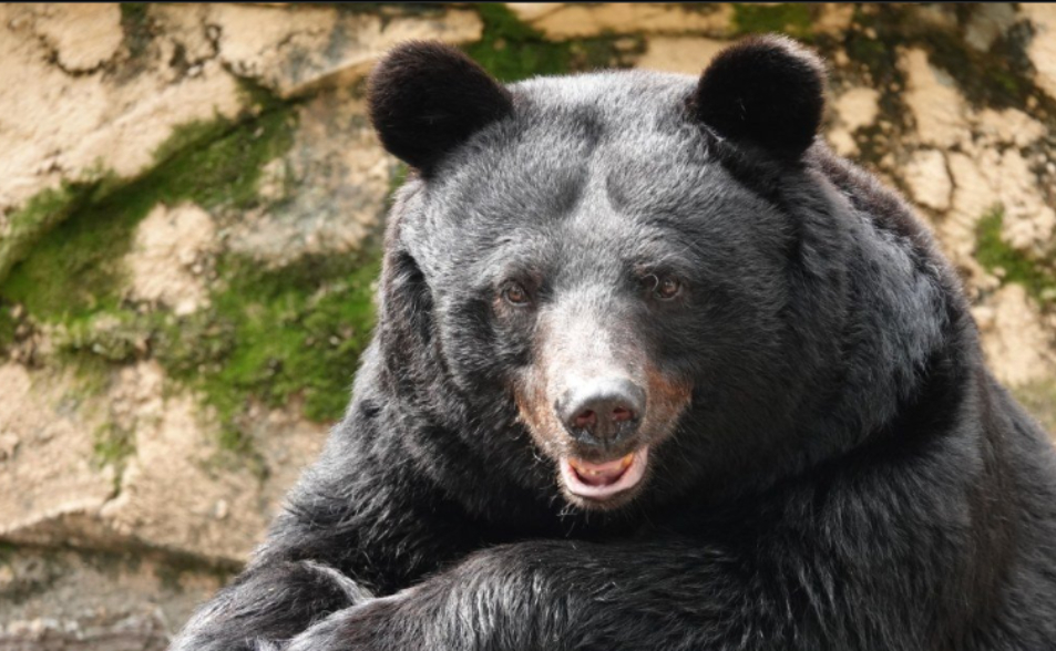 獵人稀缺、自衛隊不能開槍　日本研議11月開始讓警察配長槍獵熊