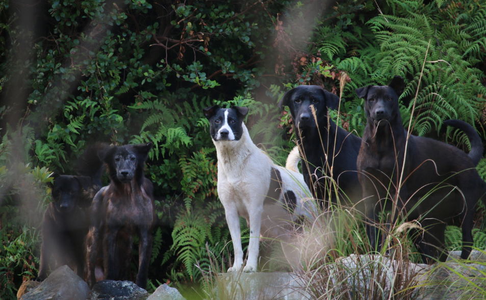 【浪犬困境2之1】禁餵區難擴大、執法量能不足　主管機關嘆：寡不敵眾