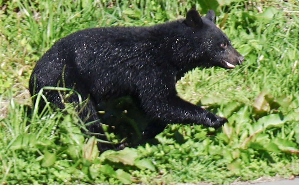 神出鬼沒…青森漁民驚見「熊在海中游泳」　兇猛棕熊恐游到本州？專家分析曝