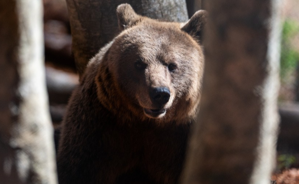 【一文看懂】熊害不只日本有！棕熊、狼和野豬大增攻擊牲口　希臘農民又苦又怕