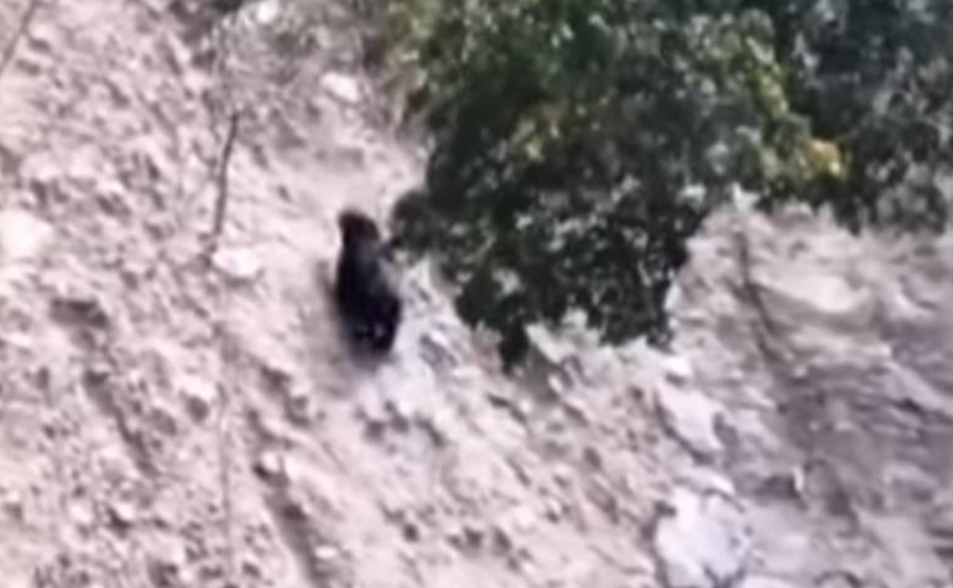 南投黑熊出沒！攀爬峭壁　距離露營區350公尺