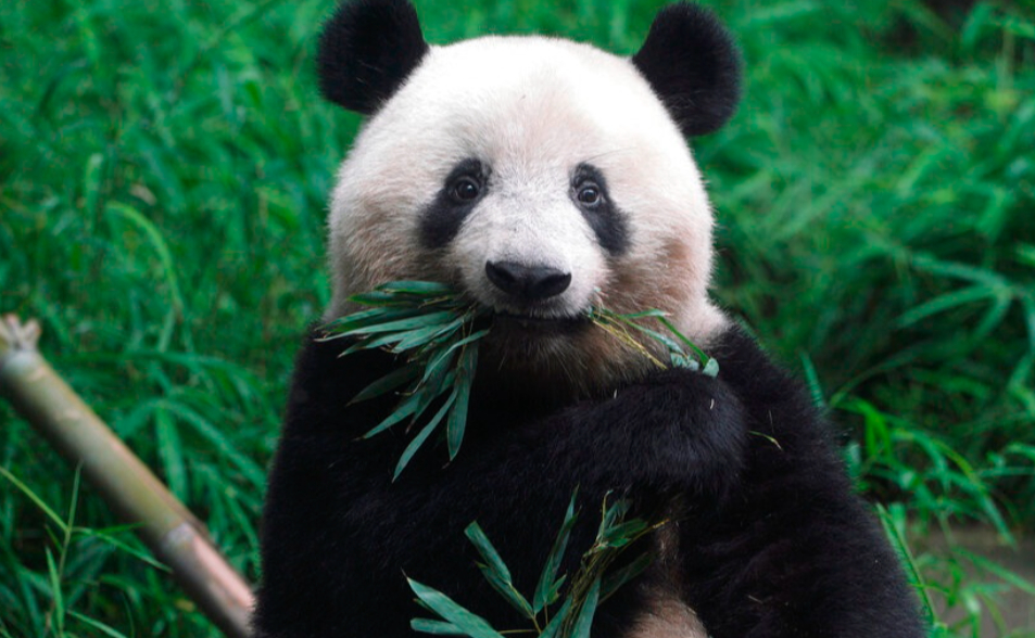 東京上野「曉曉、蕾蕾」明年1月回中國　日本首度貓熊清零