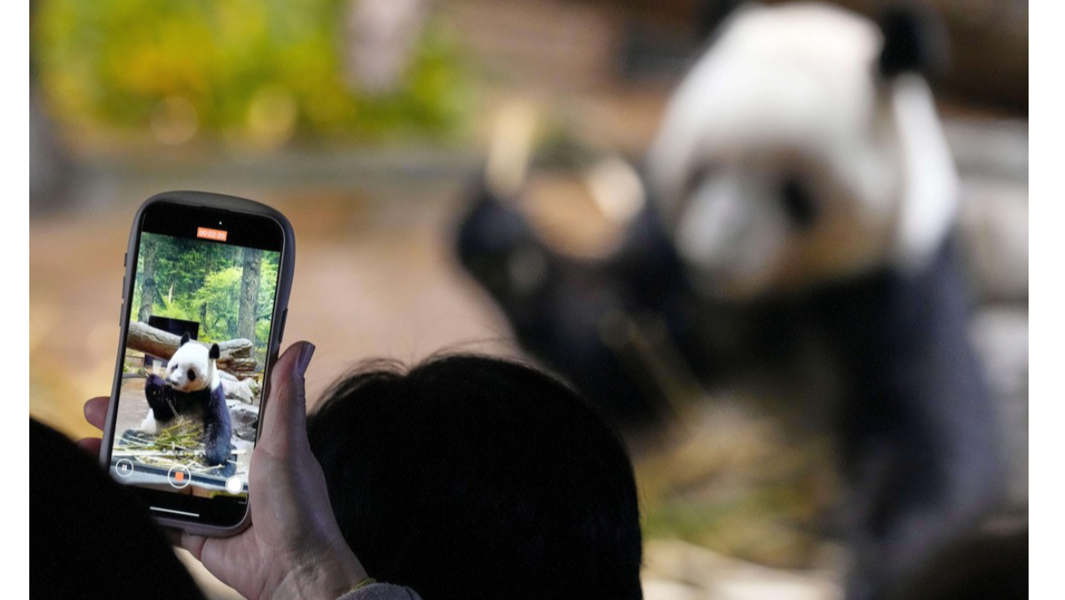 日本將進入「貓熊清零」　七成民眾認為不必再和中國交涉