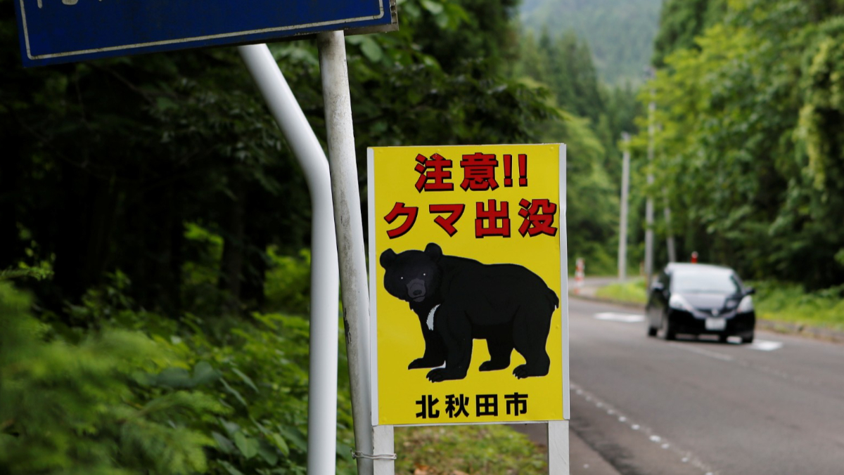 破紀錄！日本獵殺令發威…　半年左右「撲殺近1萬頭熊」