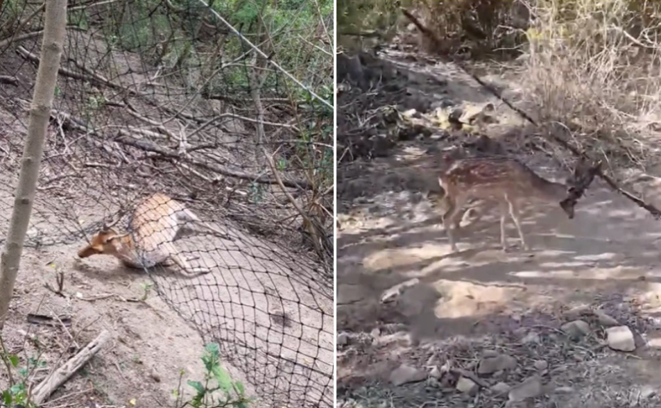 墾丁驚見梅花鹿墳場！尼龍網奪命「500米20具屍」　墾管處急回應