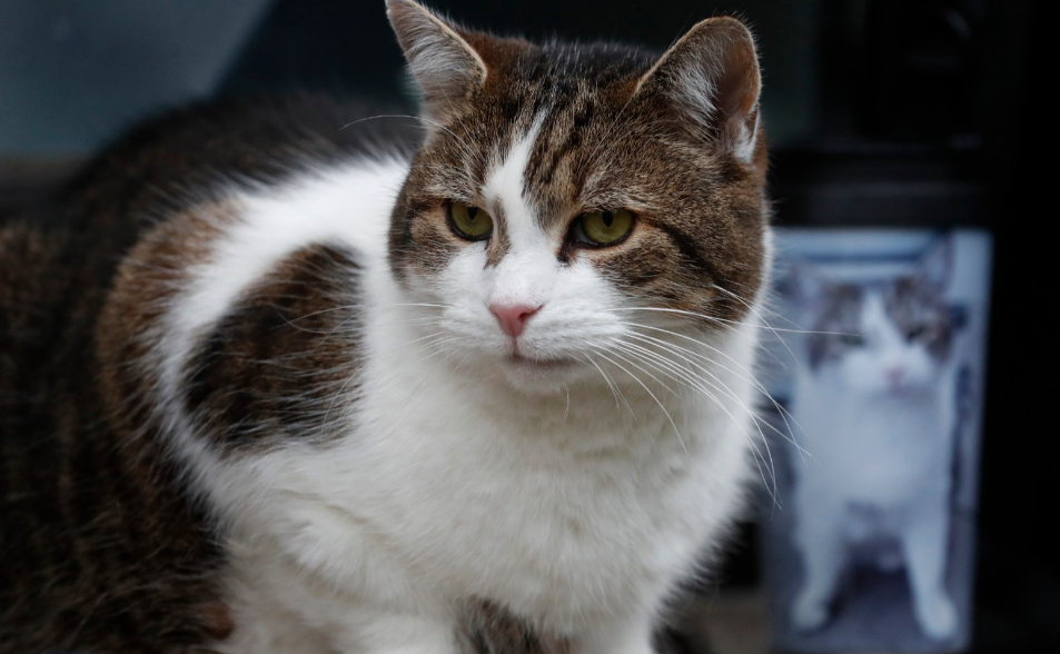 有片／英國第一貓賴瑞就職15週年　換了六任首相仍屹立不搖