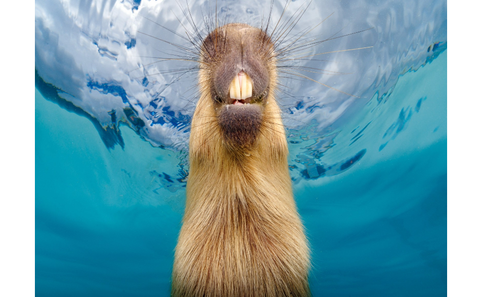 墾丁水豚照獲國際攝影獎　台灣攝影師為「復仇」獻祭高價器材