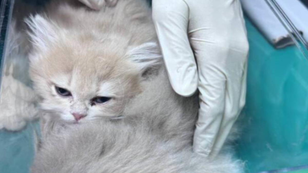 男走路怪異！小三通入境「下半身綁2波斯貓」　金門機場被擋下