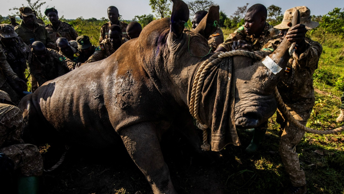 700同類曾在此遭屠戮殆盡　巨獸40年後重新踏上傷心國度