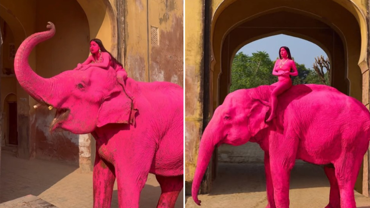 65歲大象全身塗「粉紅顏料」死亡　網氣炸轟攝影師：這不是藝術