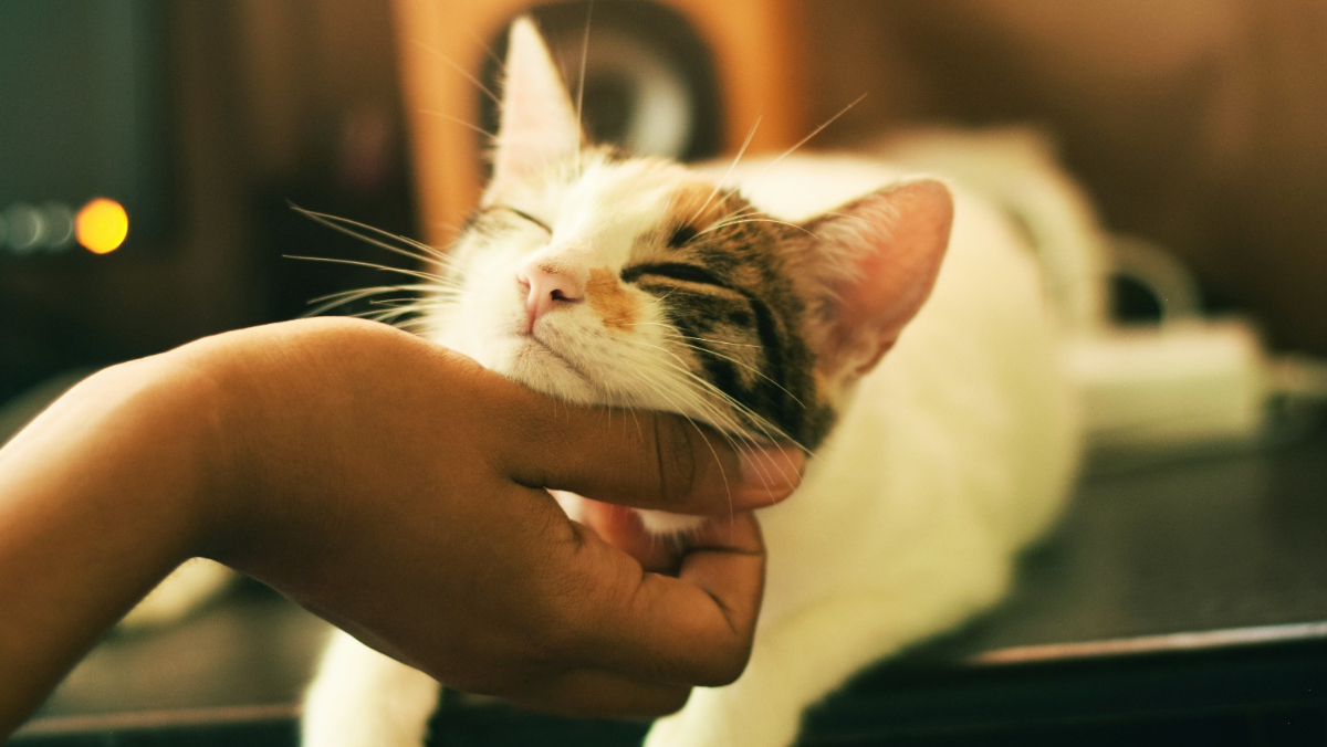 【每日揭詐】幼犬幼貓淪詐騙籌碼！付鉅額訂金遭上游各種推託神隱　寵物業者血本無歸