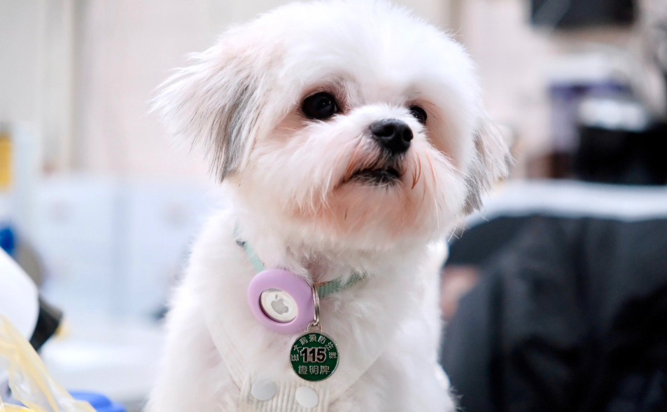 寵物用藥新制掀爭議！急救恐先跑藥局　農業部：若窒礙難行「不會貿然上路」