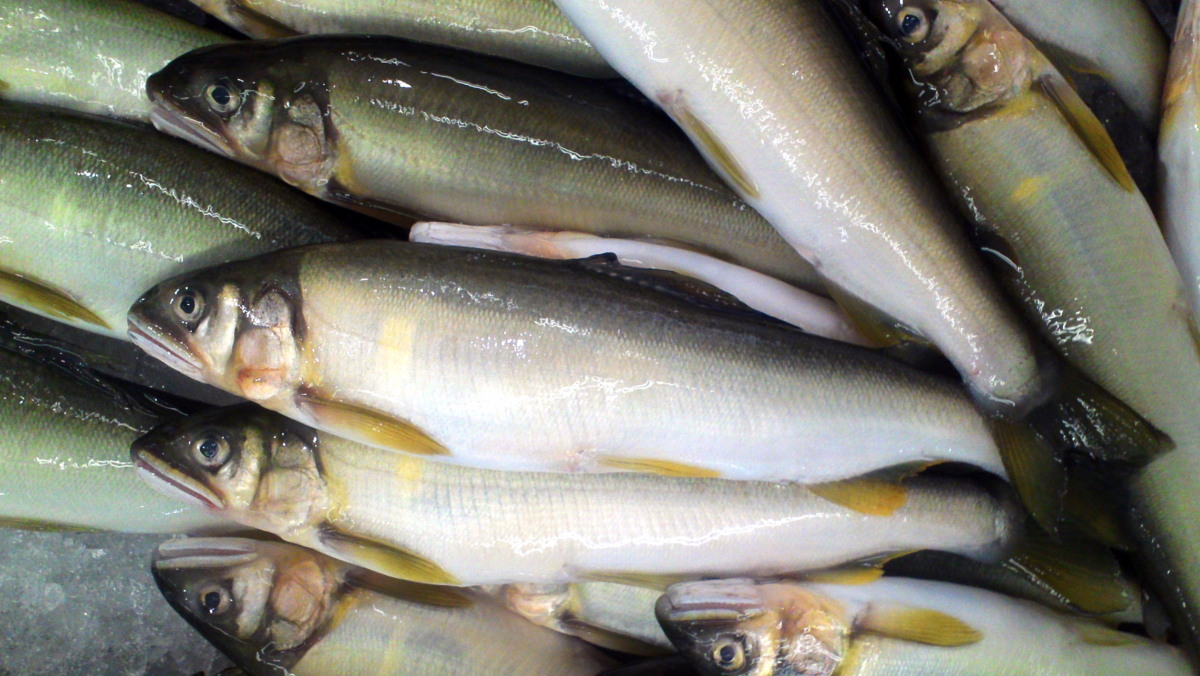 水裡也被熱死！　日本高知縣香魚8月暴斃近半